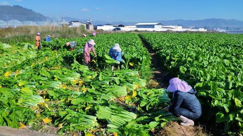 2020年农产品质量安全工作要点发布