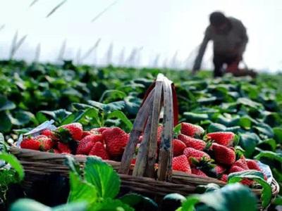 农产品销售渠道全攻略 从田间到餐桌的多元路径