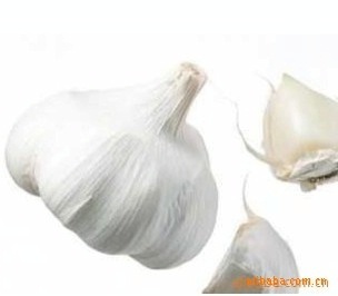 青岛顺旺农产品 您身边可靠的优质大蒜供应商