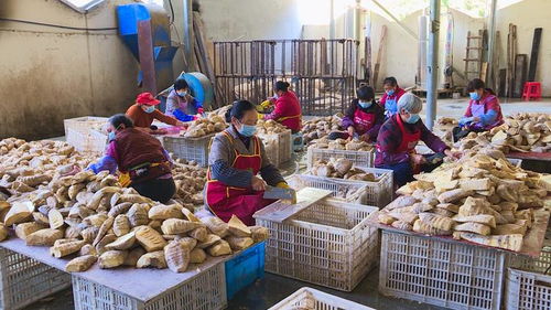 景宁富民增收出实招，农产品发展招招给力